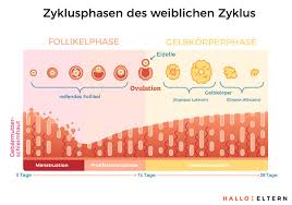 Eisprungkalender Mit 3 Klicks Die Fruchtbaren Tage Berechnen Hallo Eltern