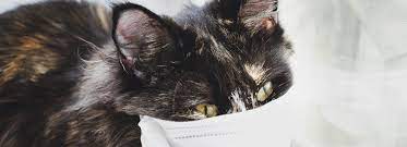 It can depend on the type of animal (cat, dog, etc.), the size and weight of the animal, and the place where the euthanasia takes place. Can My Dog Or Cat Get Coronavirus Can I Kiss My Pet Fda Video Warns Pet Owners About Spreading Covid 19 Marketwatch