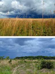 Image result for Micrargeriella aphylla