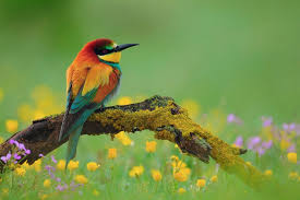 Maybe you would like to learn more about one of these? Wallpaper 1920x1280 Px Animal Bird Flower Geographic Green Hd National Nature Wallpapers 1920x1280 Goodfon 1641337 Hd Wallpapers Wallhere
