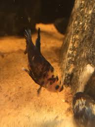 My Betta Has A Long White Extension On His Ventral Fin Should I Be Worried Bettafish