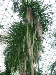 Image result for Dracaena afromontana