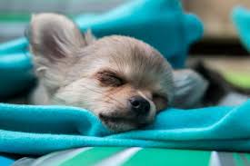 Give another potty break right when they wake up. Surviving The Night With Your New Puppy The Housebreaking Bible