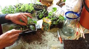 While there are many helpful companion plants for collard greens, you should also avoid growing some plant species next to your collard greens since they can do more harm than good. How And When To Seed Start Kale Collard Greens Indoors Cool Weather The Rusted Garden 2014 Youtube