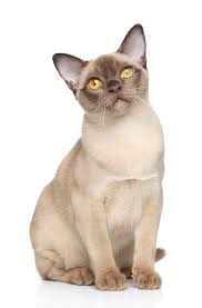Bajimbi cats and kittens for sale are bred by one of the most famous breeder since 1966 in australia, bambi who has also been a judge of cat shows on a international level. 5 Beguiling Facts About Burmese Cats Mental Floss