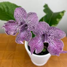 Image result for Streptocarpus glandulosissimus