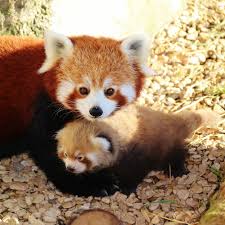 Pin On Red Pandas