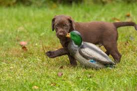 Download chocolate lab puppy images and photos. Chocolate Lab Puppy Keyword Search Science Photo Library
