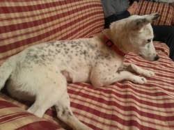 About saint louis county pet adoption center. Shelter Dog Gets New Life At Purina Farms In St Louis Mo 92 1 Wlhr