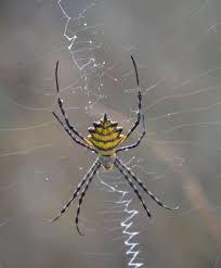 Erstaunliche spinnen, schwarze witwe, erstaunliche spinnen, spinnentier png. Common Garden Orbweb Spinner Spiders And Scorpions Of Botswana Inaturalist