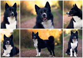 Image result for karelský medvědí pes