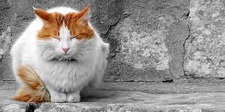 Elderly Cats Special Considerations International Cat Care