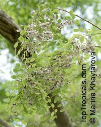 Image result for Dalbergia fischeri