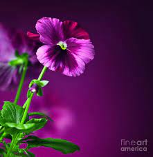 Pansy Flowers Border Art Print By Anna Om Good Morning Beautiful Pansies Good Morning Wishes