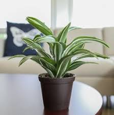 Most grow strongly upright with long, straplike leaves variegated with white, cream, or red. Dracaena Costa Farms