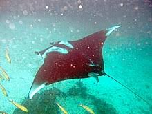 Giant Oceanic Manta Ray Wikipedia