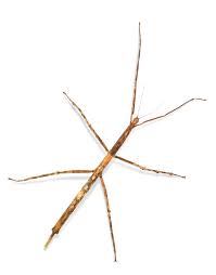 This is very aptly named because walking sticks are incredible at camouflage by quite literally looking like a stick. Stick Insect Facts Stick Insects For Kids Dk Find Out