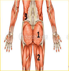 Suspended hamstring bodycurls are a great exercise to strengthen the hamstring and glutes. Total Athletic Therapy Testing Glute Firing Patterns For Hamstring Injury