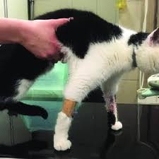 Most definitely not ok and, in fact, i don't recommend it even for dogs any more, based on research findings linking aspirin use in dogs to gastric ulcers. Pdf Feline Arterial Thromboembolism Prognostic Factors And Treatment