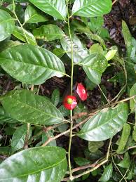 Image result for Heisteria