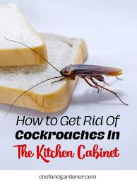 How To Get Rid Of Cockroaches In The Kitchen Cabinet Themodemag In 2020 Cockroaches Food Items Clean Kitchen Cabinets