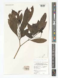 Image result for Voacanga pachyceras