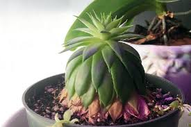 Many recommend draining drainage (pebbles, stones, etc.) to the bottom of the pot. Hens And Chicks Growing Tall Cause And Solution Succulent Alley