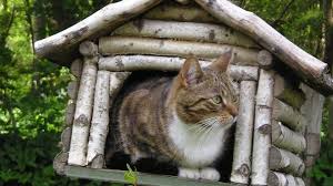 See more ideas about insulated cat house, cat house, outdoor cat house. Outdoor Cat Houses Offer Kitties Safety And Warmth