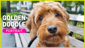 This will help cut down on boredom and possible destructive behavior. Goldendoodle Dan Huwa T TaÄ§lita T Tajba GÄ§alik Razez