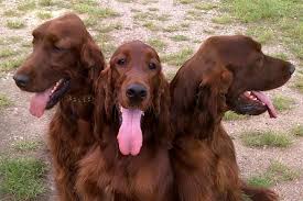 Image result for irský setr