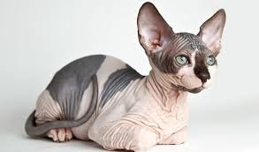 Tuy Dokmeyen Kedi Cinsi Nedir Tuy Dokmeyen Kedi Cinsleri Patimsi