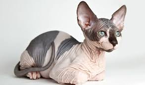 Cats · 1 decade ago. Sphynx Cat Breed Information