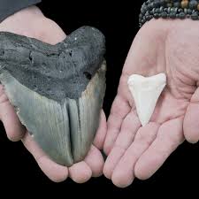 Size megalodon teeth are highly prized by fossil collectors, especially large teeth in excellent condition. Florida Woman Finds Megalodon Tooth While Out Walking Her Dog