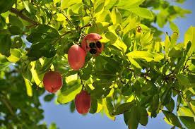 Maybe you would like to learn more about one of these? Ackee Fruit Deadly And Delicious Nature S Poisons