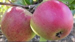 It can take up to six weeks for a bare root tree to put out its first flush of leaves. Planting Bare Rooted Fruit Trees