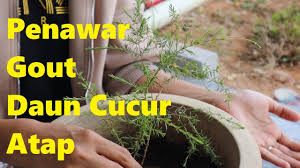 We did not find results for: Penawar Gout Telah Ditemui Daun Cucur Atap Youtube