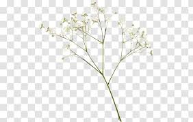 border flowers baby s breath rose flora peach branch transparent png peach branch transparent png