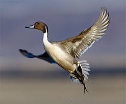 Pin By Miguel Mohedano On Duck Hunting At The Golden Triangle Duck Club Properties Bird Hunting Waterfowl Hunting Goose Hunting