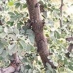 Image result for Ormocarpum trichocarpum