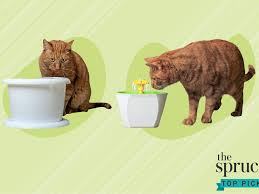 Having 2 fur kids (our dog, harley, and cat, lilo), catering to their eating and drinking needs daily can be worrisome. The 8 Best Cat Water Fountains Of 2021