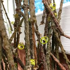 Image result for Cynanchum orangeanum