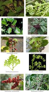 Image result for Zanthoxylum usambarense