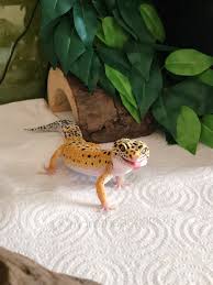 Issa Good Day For This Little Gecko Cute Lizard Cute Reptiles Pet Lizards