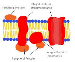 Peripheral Proteins Definition Functions And Structure Biology Dictionary