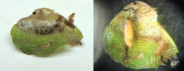 Water lettuce's scientific name is pistia stratiotes. Pupae Of The Water Lettuce Moth With Cocoon Left And Without Cocoon Download Scientific Diagram