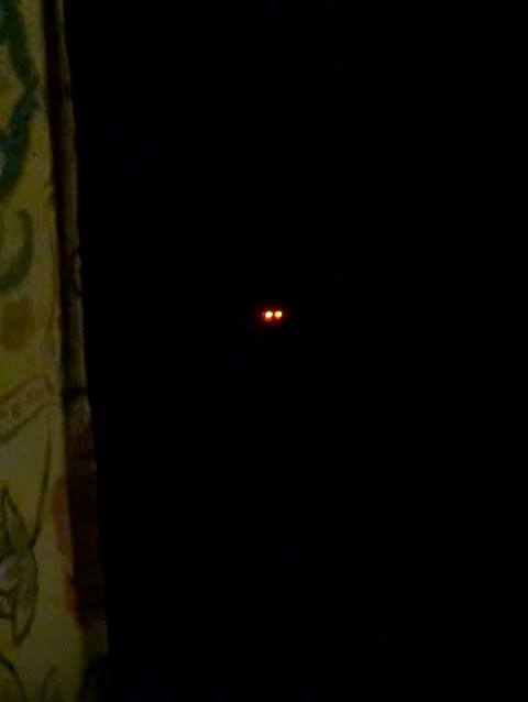 There was something in my woods last night : r/ParanormalEncounters