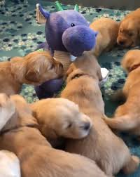 I will tell you from my experiences goldens are hands down the best family dog period. Ten Golden Retriever Puppies Get Mesmerized By A Purple Storytelling Dragon Success Life Lounge