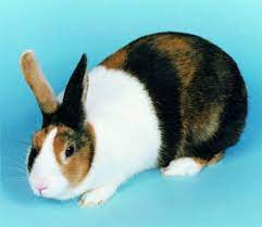 Getting your own harlequin rabbit Harlequin Dutch Rabbit