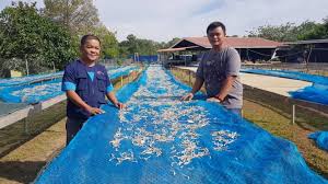 Makanan ikan keli untuk cepat besar penternakan ikan keli. Penternakan Ikan Keli Perusahaan Bilis Pilihan Siswazah Kejuruteraan Borneo Today