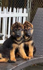 Von Calvo German Shepherds German Shepherd German Shepherd Puppies German Shepherd Breeders